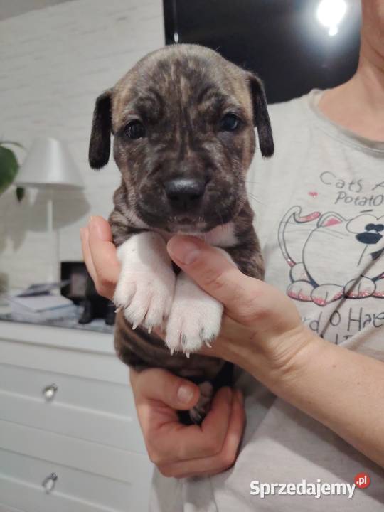 Piękne amstaff