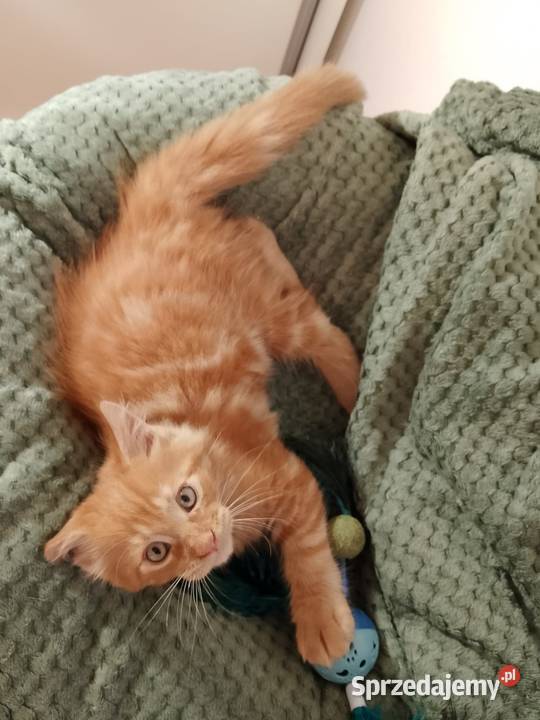 Kocurek Maine Coon Rodowód FPL Bytom Odrzański sprzedam