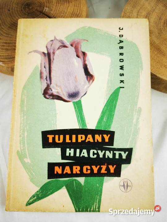 Tulipany hiacynty narcyzy