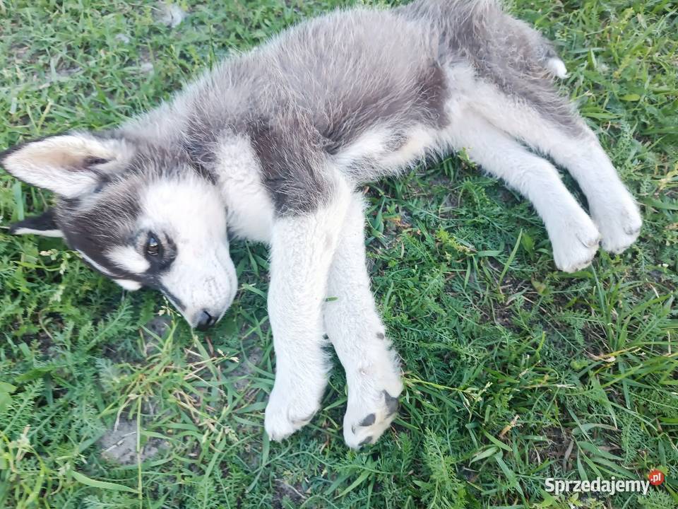 Szczeniak Husky Syberian szczeniaki Husky Widełka sprzedam