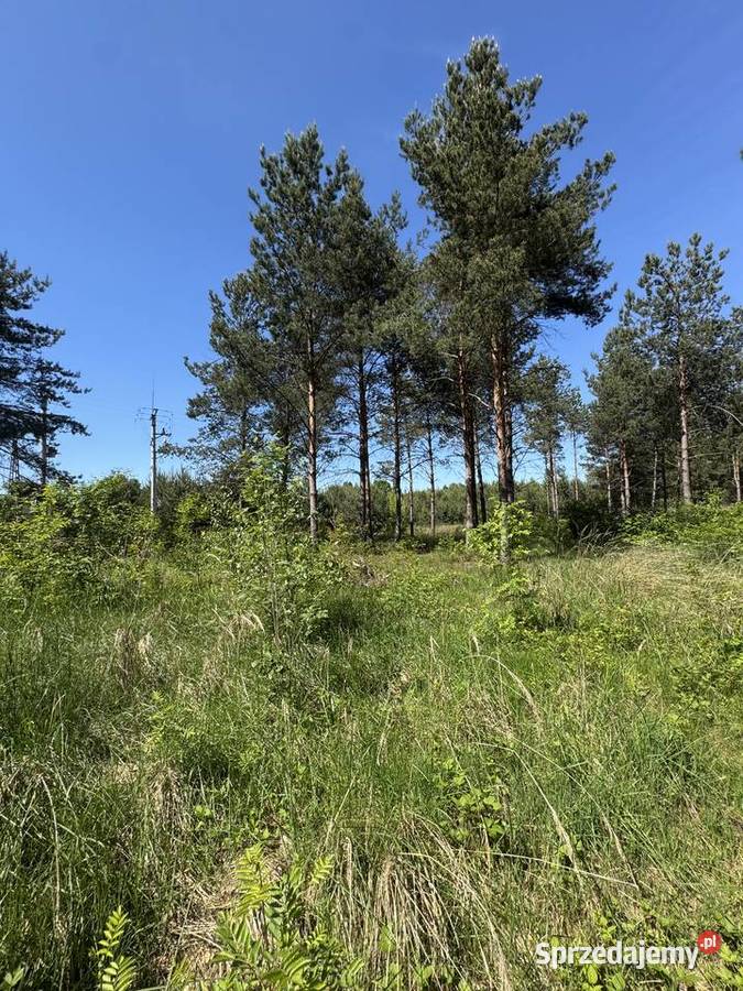 CEREKIEW DZIAŁKA 1137M2