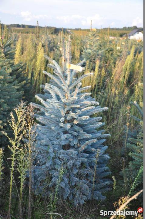 Choinki świerk srebrmy świer pospolity jodła Mszczonów