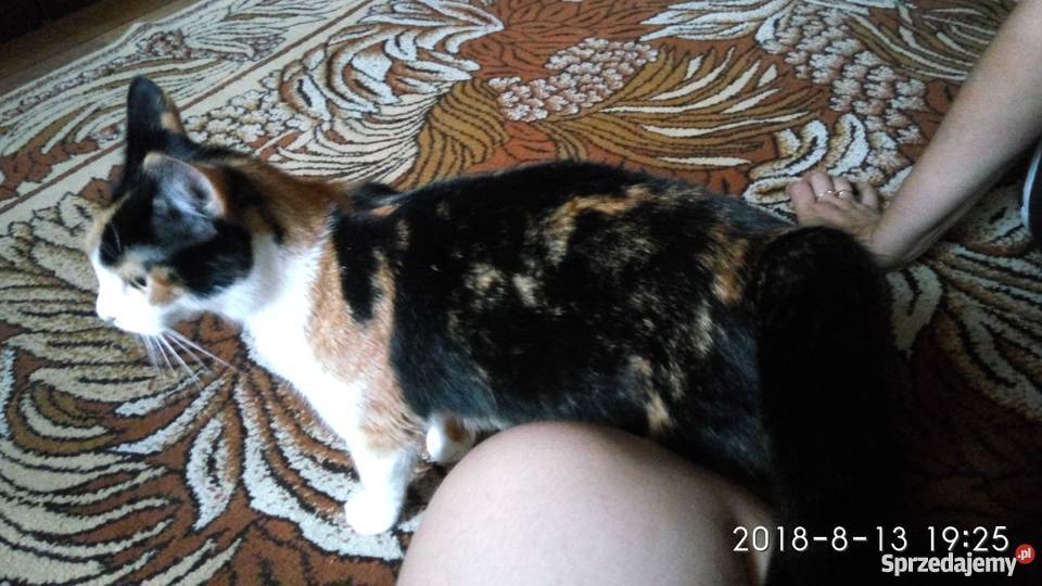Oddam Pół rasowe kocięta Ragdoll Chełm sprzedam