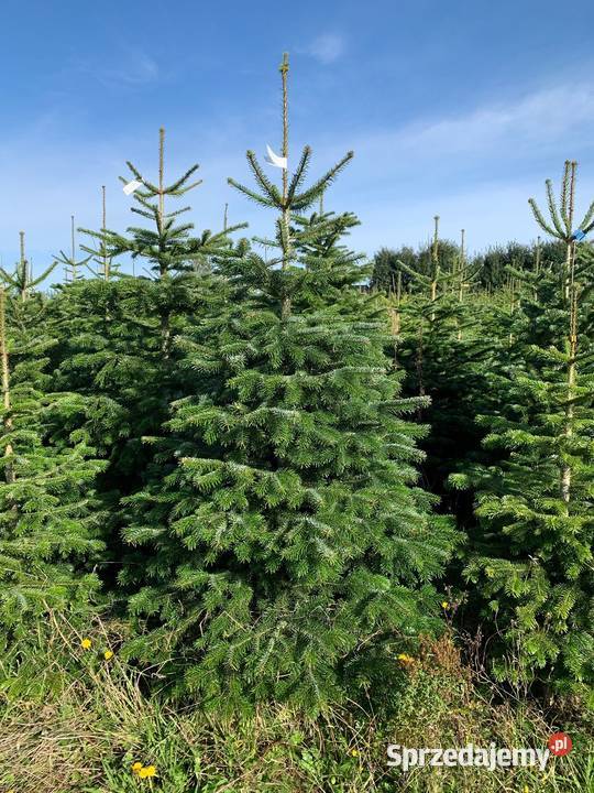 Jodła Kaukaska Nordmann cięta choinki z Danii 4 Lublin