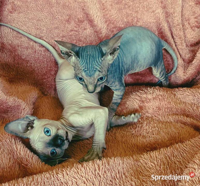 Sfinks Kanadyjski najwyższa klasa w super Raciborsko