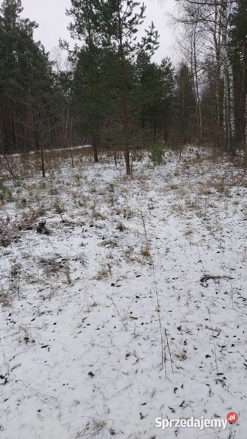Działka rekreacyjna w lesie Ogrójce