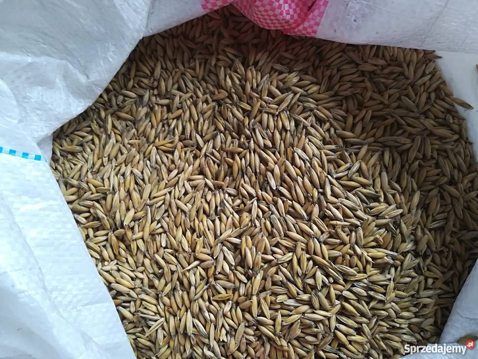 Owies do siewu śląskie Wieszczęta sprzedam