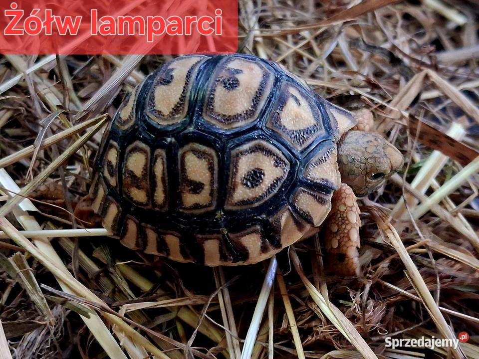 Sprzedam: żółwie stepowe, żółwie lamparcie, żółwie żabuti, hodowla ur. 2025