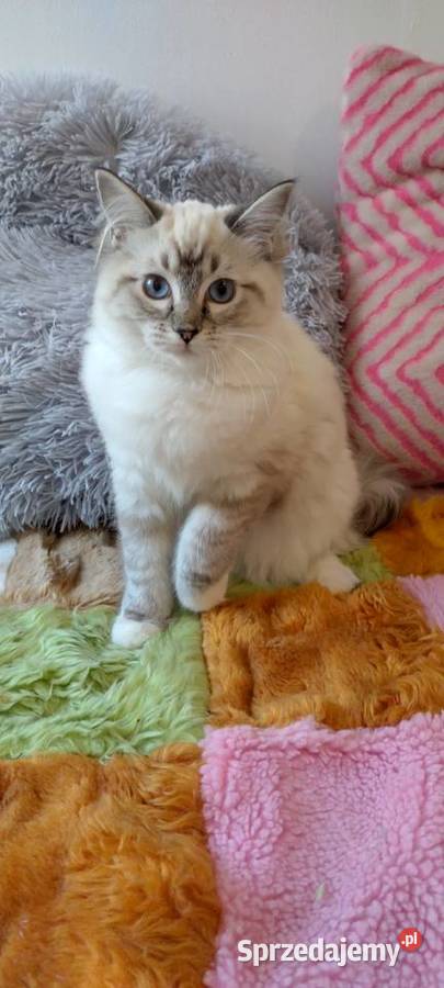 Kotka ragdoll niesteryliz Wrocław rodowód FPL