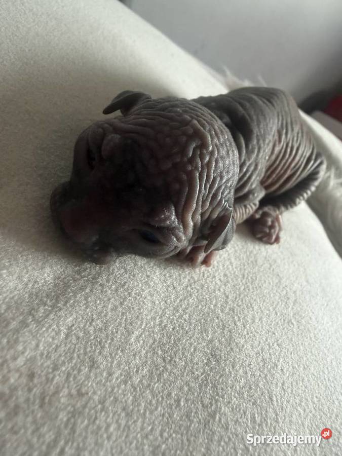 Kotki do rezerwacji odbiór Wielkanoc Łódź