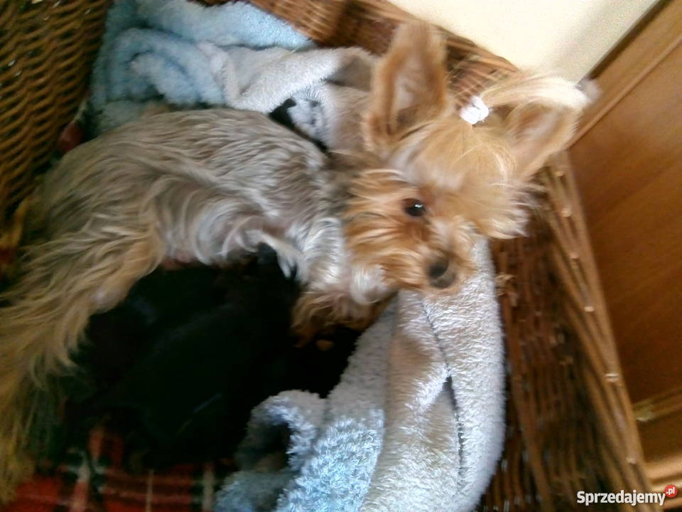 YORKI yoreczki malutkie iskierki Bogoria