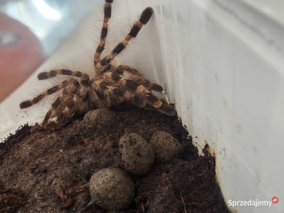 Poecilotheria tigrinawesseli samiec ok 25dc Pozostałe Chorzów