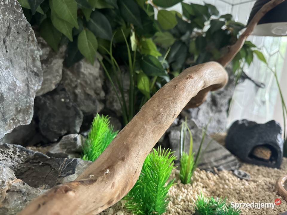 Gekon lamparci z terrarium Gady i płazy Warszawa