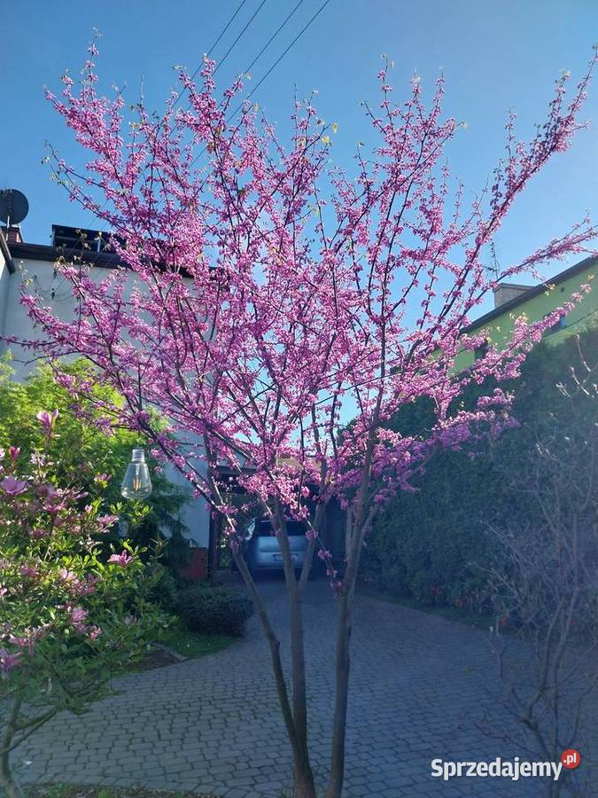 Judaszowiec kanadyjski CERCIS różowe kwiaty Knurów