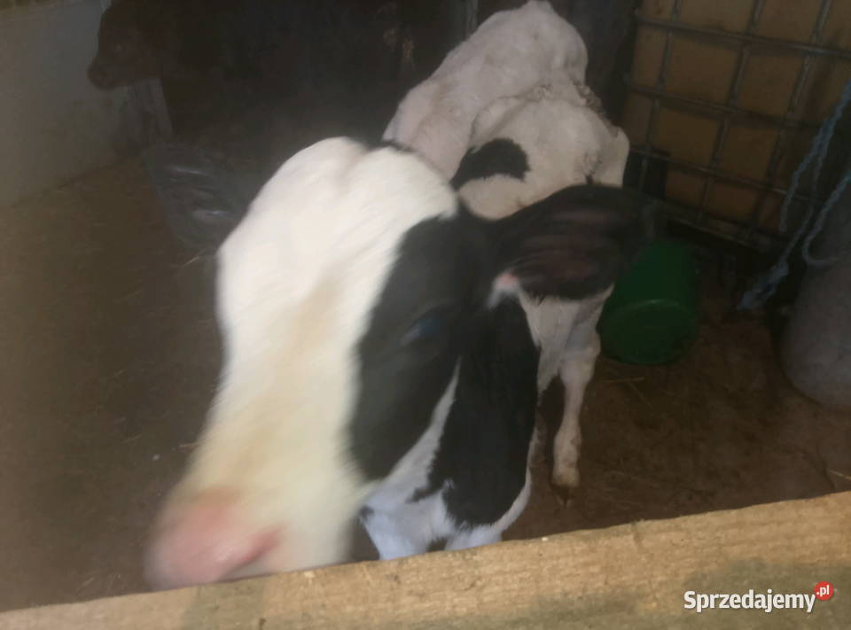 Byczki do dalszego chowu Mzurowa