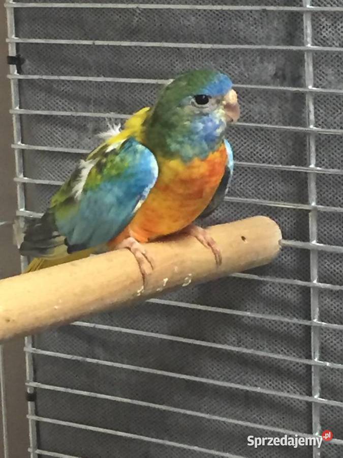 Łąkówki Wspaniałe Gorzów Wielkopolski