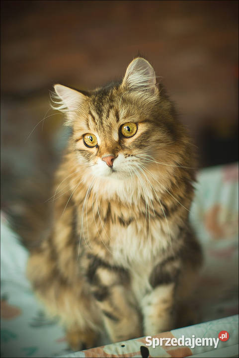 Voulezvous ahha czy chcesz opolskie Opole