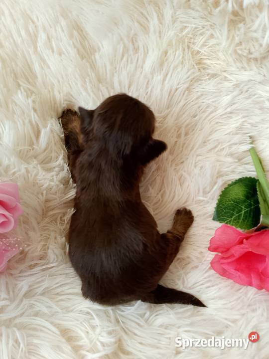 Czekoladowa suczka rasy ShihTzu szuka domku Namysłów