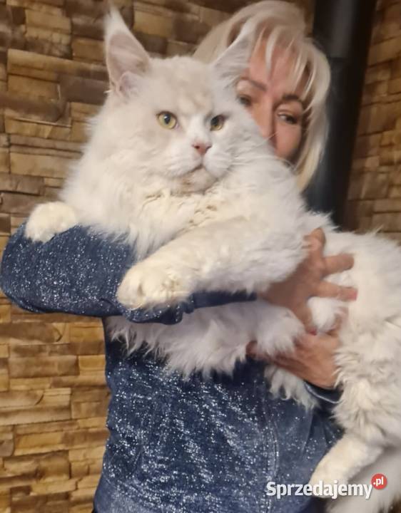Maine Coon Rudo biały