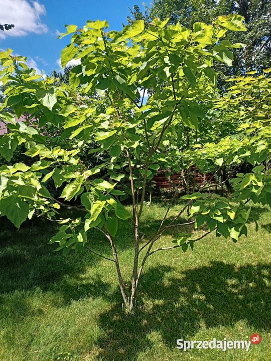 Surmia katalpa drzewo