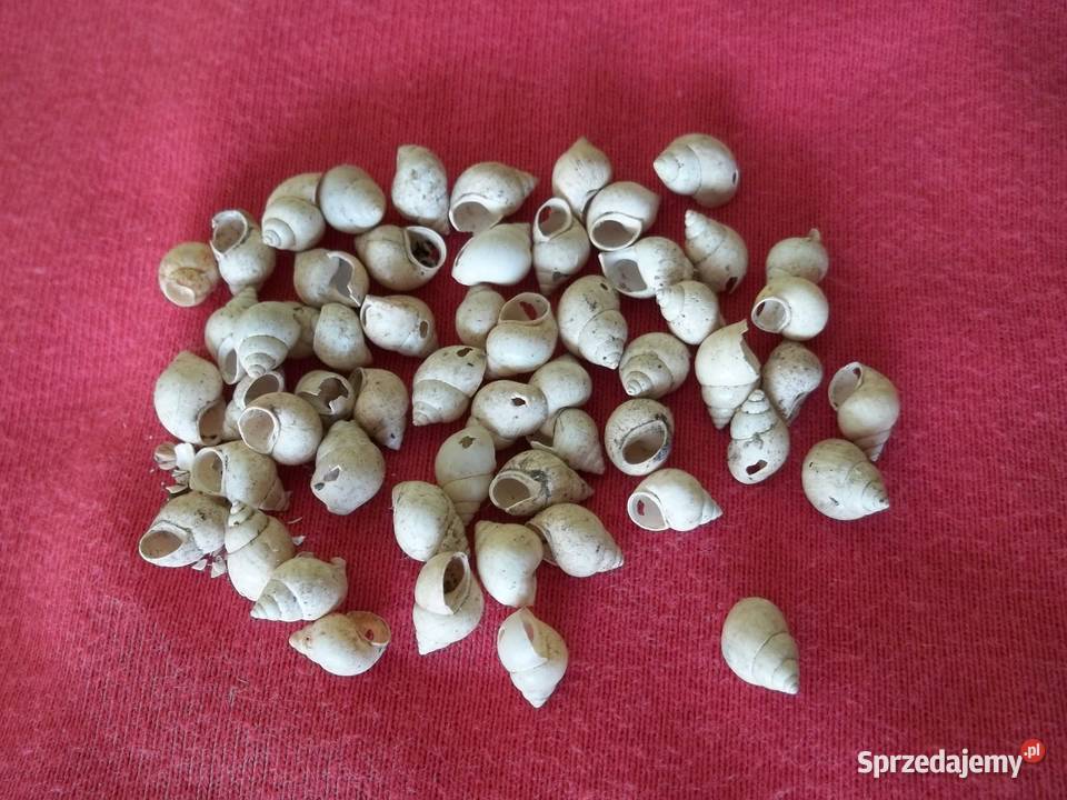 Muszla morskaConus Stożekmuszelki beżowy Pozostałe Łódź