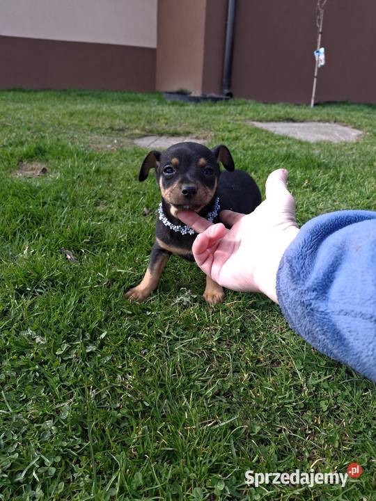 Pies pinczer minuatura Jasło