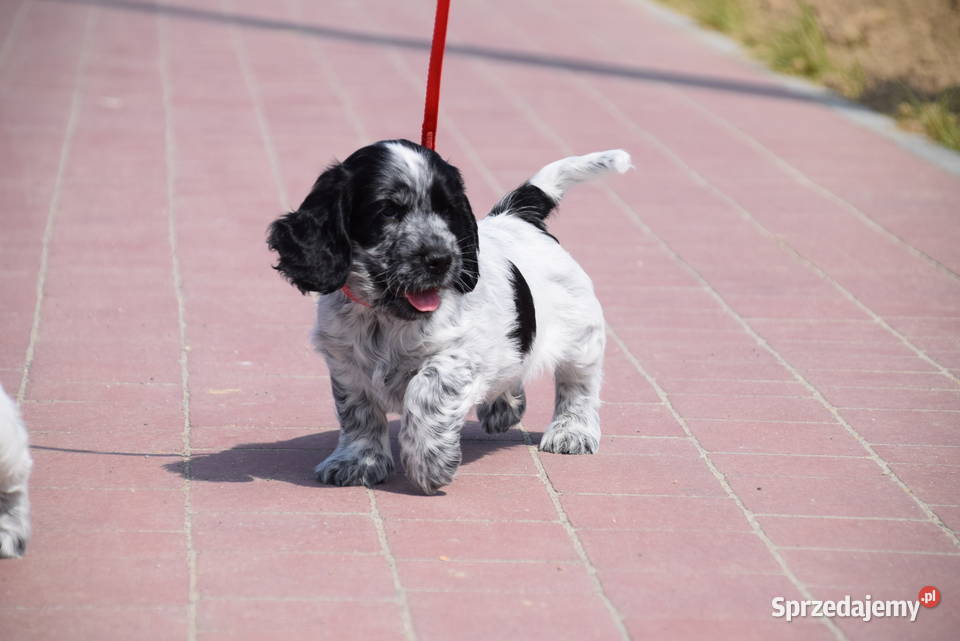 Cocker Spaniel Angielski Sczenięta FCI Nowy Sącz