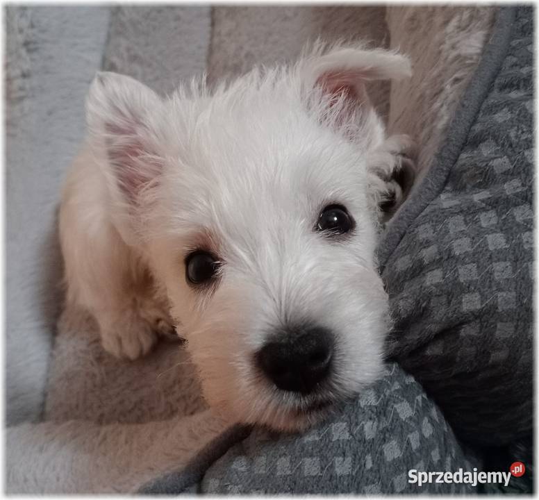 ZKwP FCI West Highland White Terrier DNA CMO0 Częstochowa