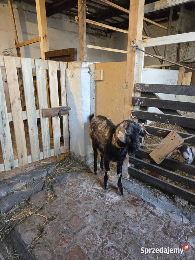 Sprzedam lubuskie sprzedam