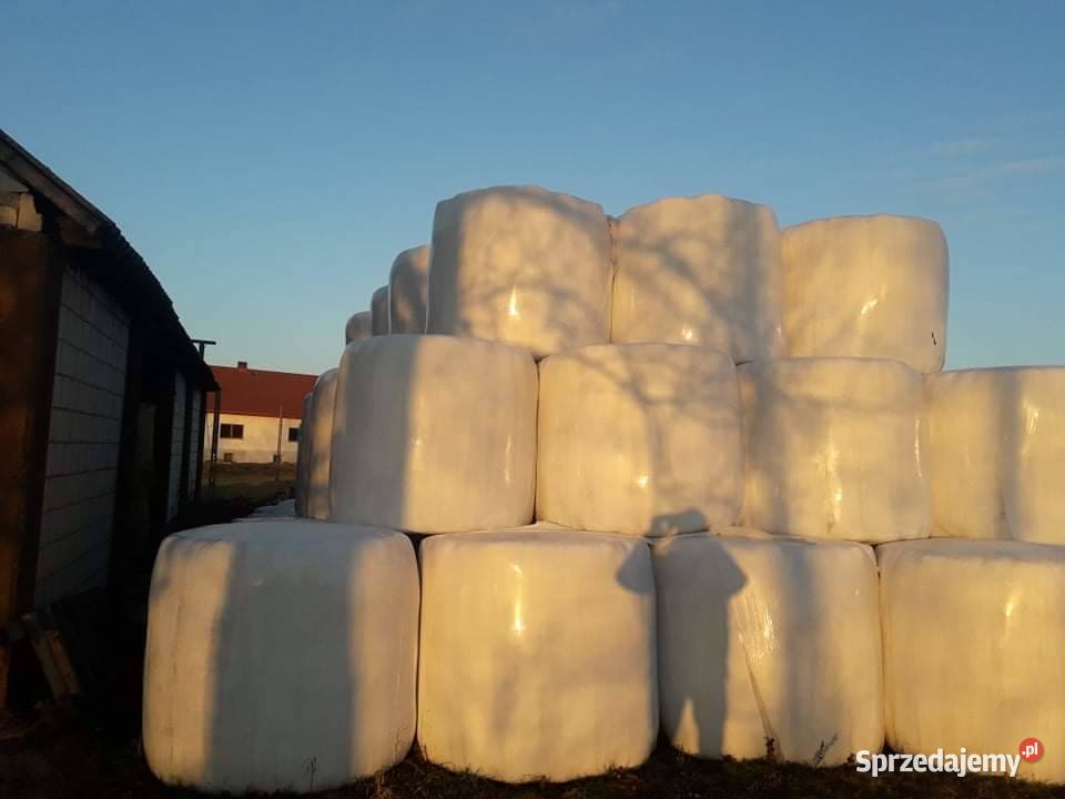 Sianokiszonka w belach Knyszyn