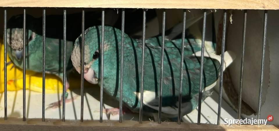 Sprzedam papugi różne gatunki mazowieckie