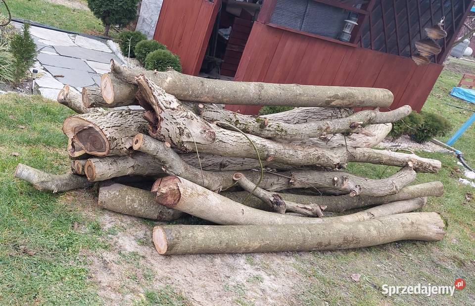 Orzech Wloski Drzewo lubelskie Opole Lubelskie sprzedam