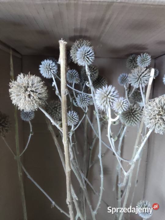 Gałązki kulki ostu Pozostałe Kraśnik