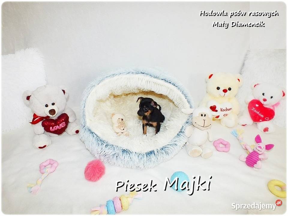 Pinczer miniaturowy Ratlerek tzwsarenka MINI lubuskie
