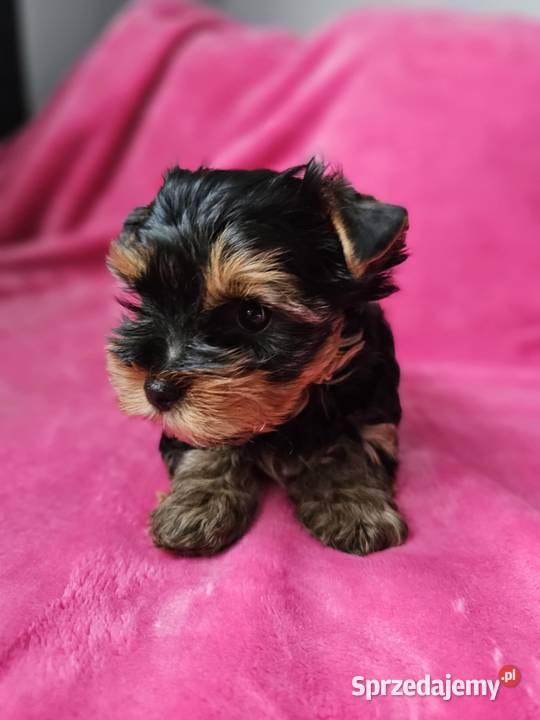 Suczka Yorkshire Terrier śląskie Częstochowa