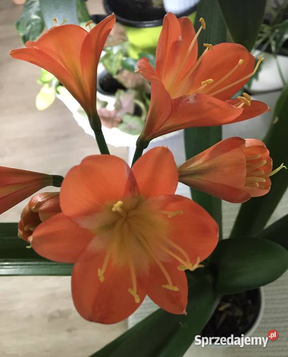 Kliwia Warszawa sprzedam