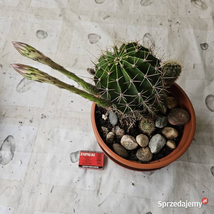 Kaktus Echinopsis Królowa nocy małopolskie