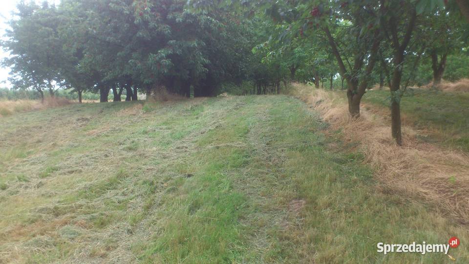 Sprzedam zbiór wiśni Piwonin