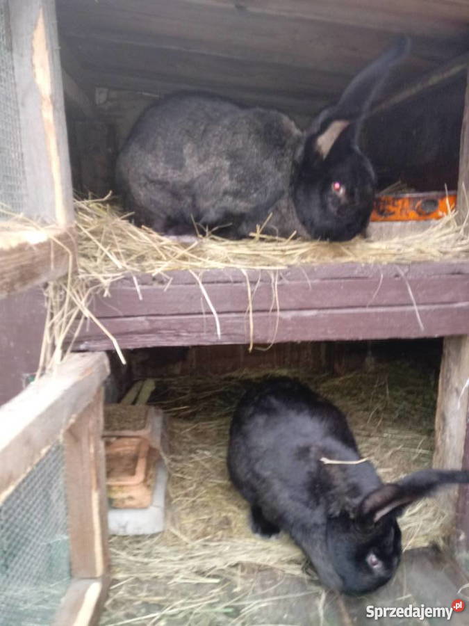 Króliki samiec i samica Belgijskie Więckowy