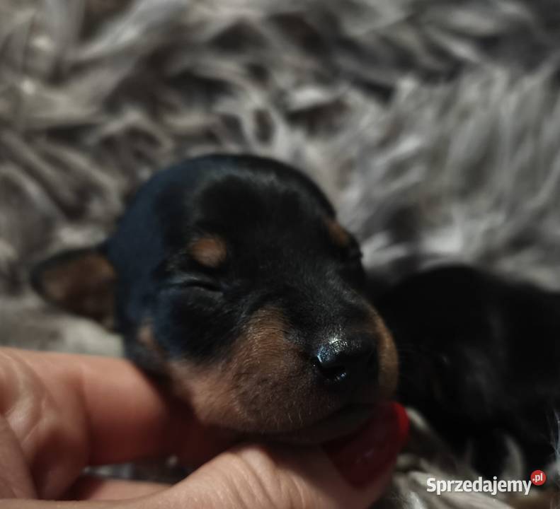 Szczenięta Pinczer Miniaturowy ZKWP fci