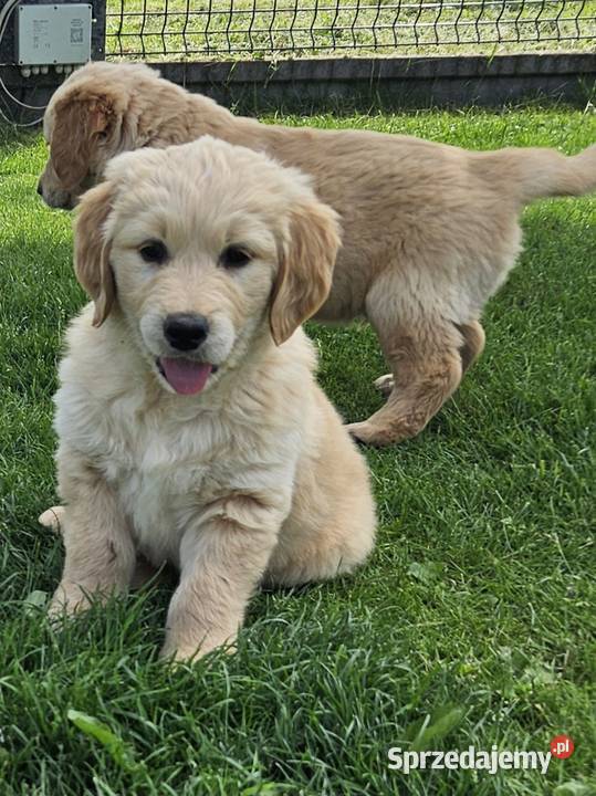 Golden Retriever szczeniak złoty piesekgotowy do małopolskie Brzesko