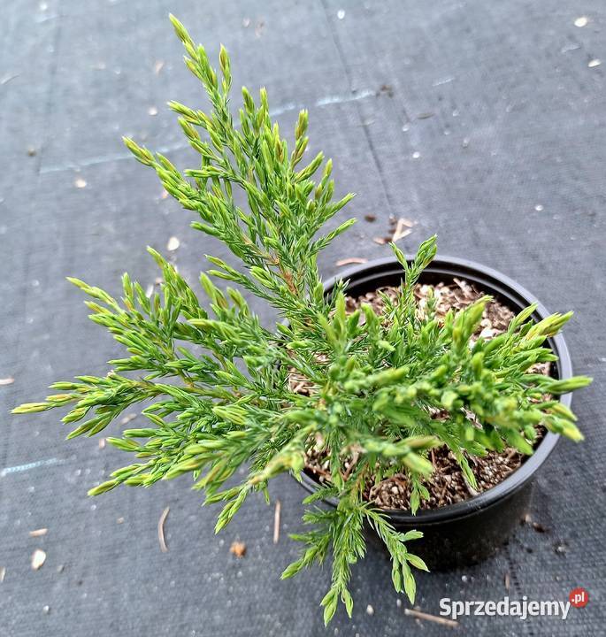 Jałowiec płożący Andorra compact w pojemnikach Tuczępy