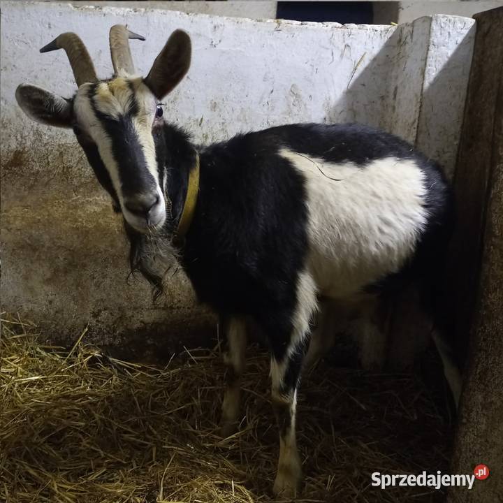 Koza młoda kotna wielkopolskie Dębicze