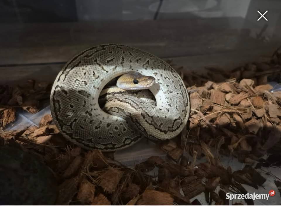 Samiec węża królewskiego PINSTRIPE BONGO Zahajki sprzedam