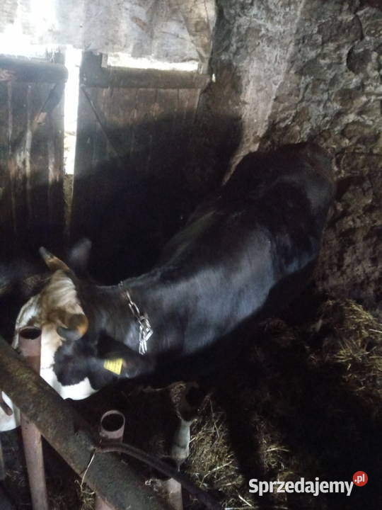 Sprzedam Jałowice wysoko cielną