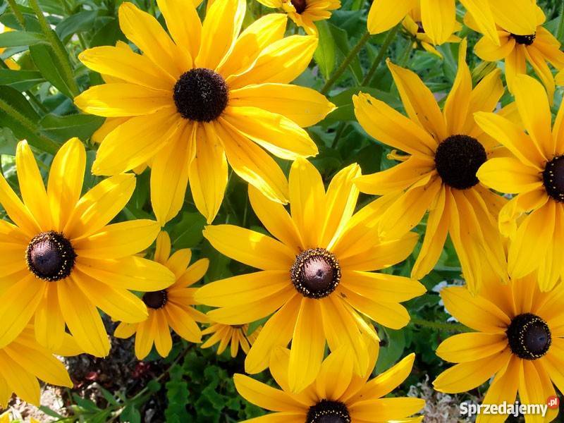 HIT Rudbekia dwubarwna Indian Summer 1 wielkopolskie