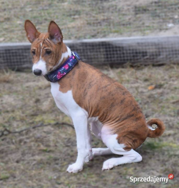 Basenji szczeniaki championach Dostępne stycznia