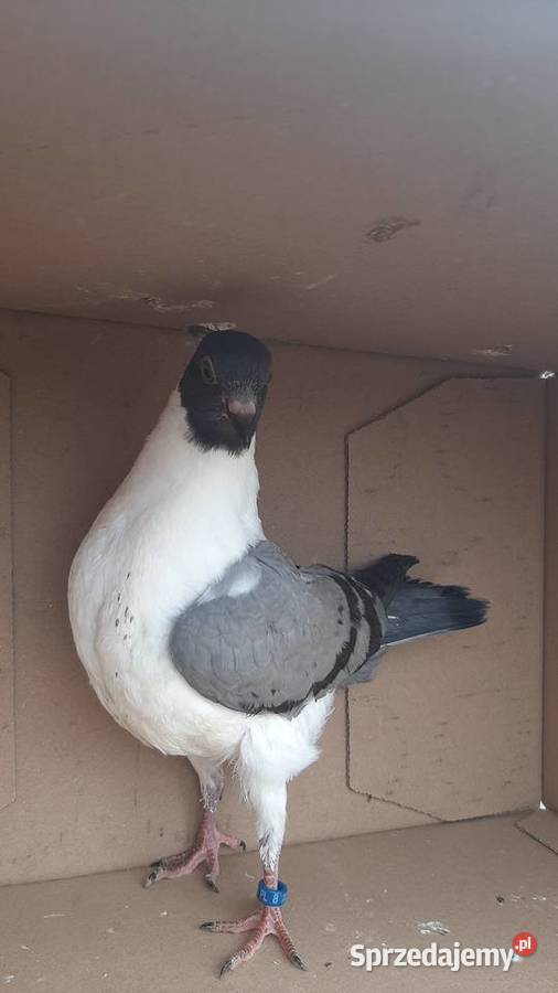 Para kuraków modeńskich Zastawie