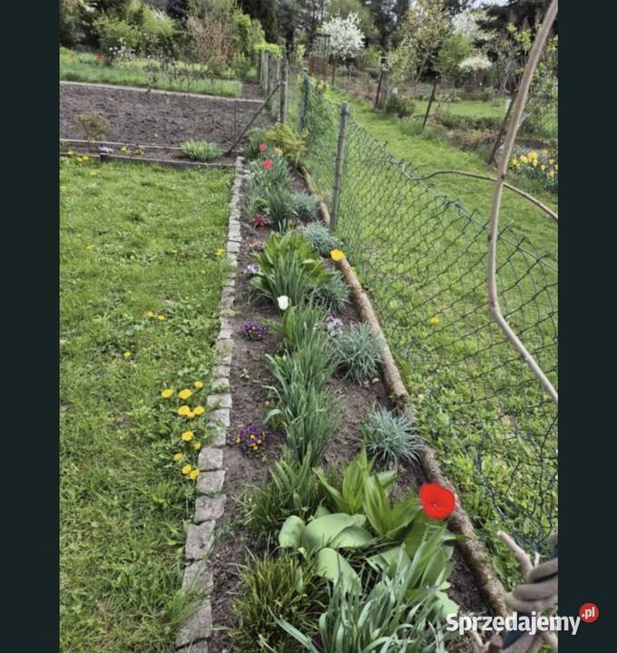 Ogródek dzialkowy Wrocław