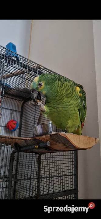 Sprzedam papugę Amazonka niebięskoczęlna Gliwice